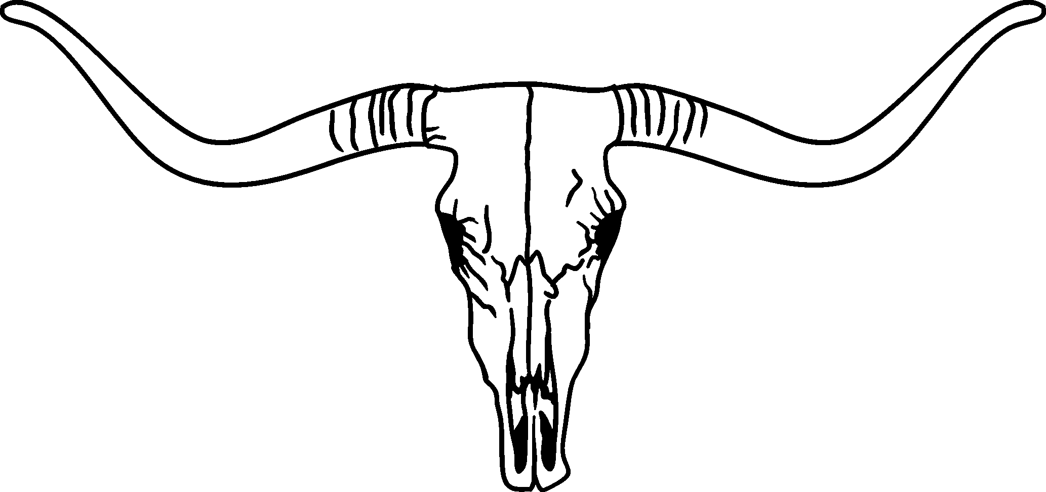 Longhorn Skull