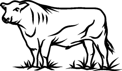 Bull